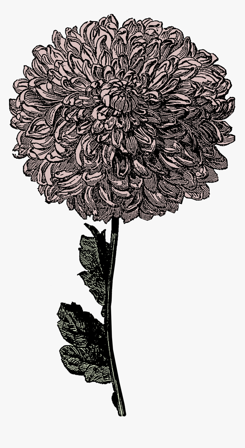 Flowers For &gt, Transparent Row Of Flowers Tumblr - Chrysanthemum Clipart Black And White, HD Png Download, Free Download