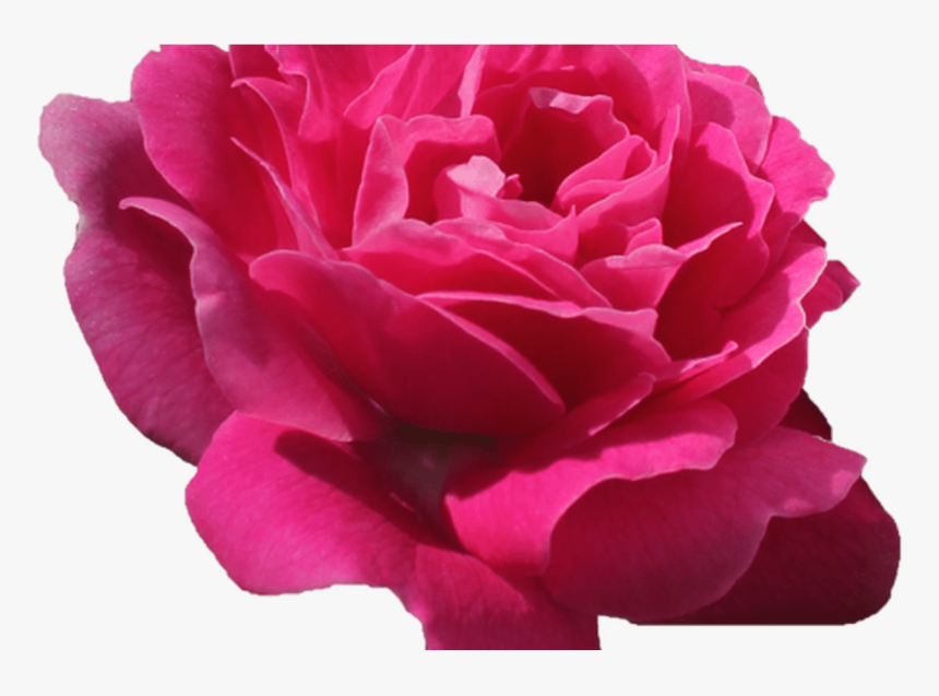 Pink Flower Tumblr Freetoedit Remixlt Rosa Flores Flor - Imagens Tumblr De Flores Rosa Pink, HD Png Download, Free Download