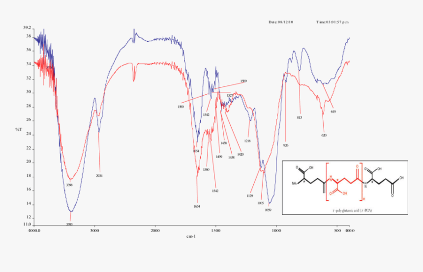 Polyglutamic Acid, HD Png Download, Free Download