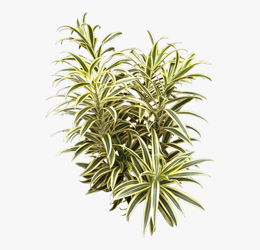 Dracaena Reflexa Song Of India Care, HD Png Download, Free Download