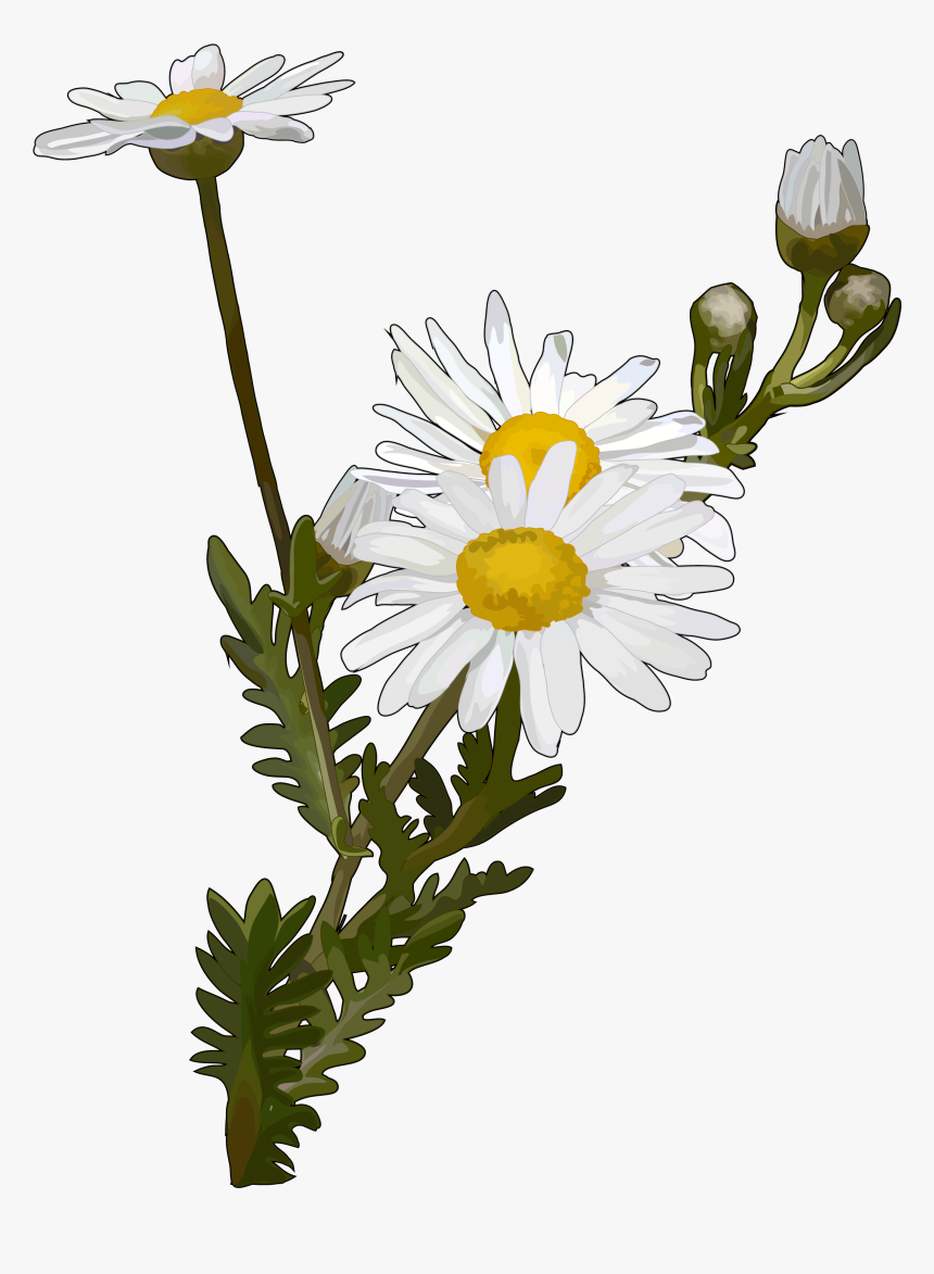 Flor Margarita Png, Transparent Png - kindpng Flor Margarita Png, Transparent Png - kindpng