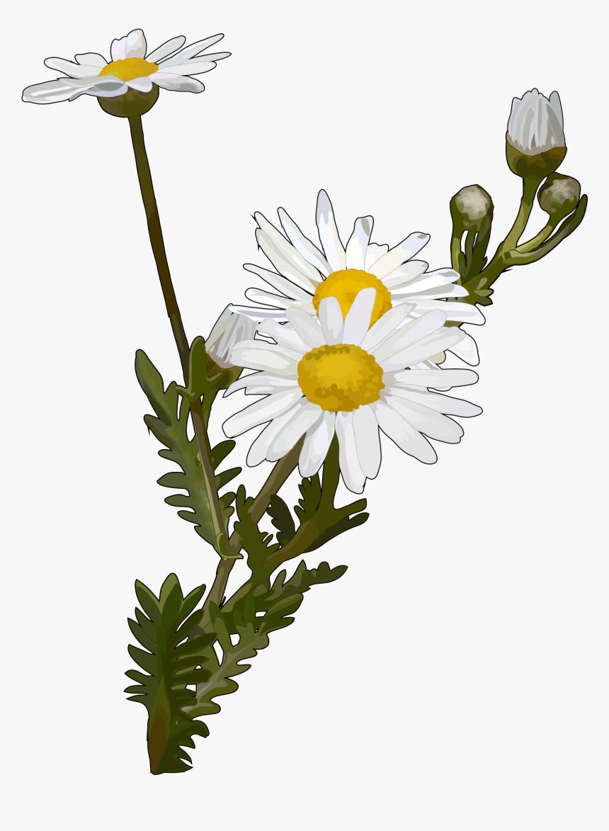 Flor Margarita Png, Transparent Png, Free Download