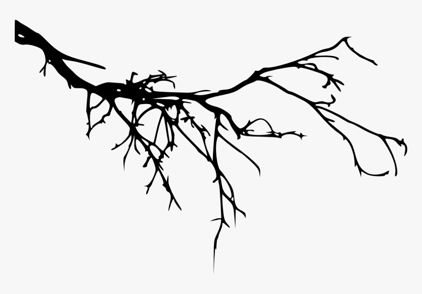 Branch Tree Portable Network Graphics Silhouette Image - Branch Silhouette Png, Transparent Png, Free Download