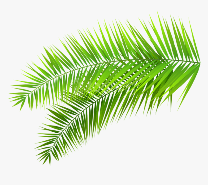 Palm Branches Png - Palm Leaf Transparent Background, Png Download, Free Download