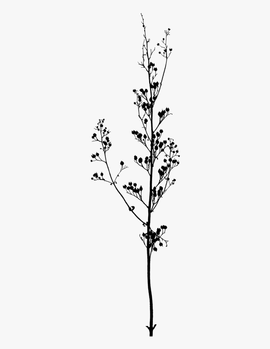 Transparent Black And White Flowers, HD Png Download, Free Download