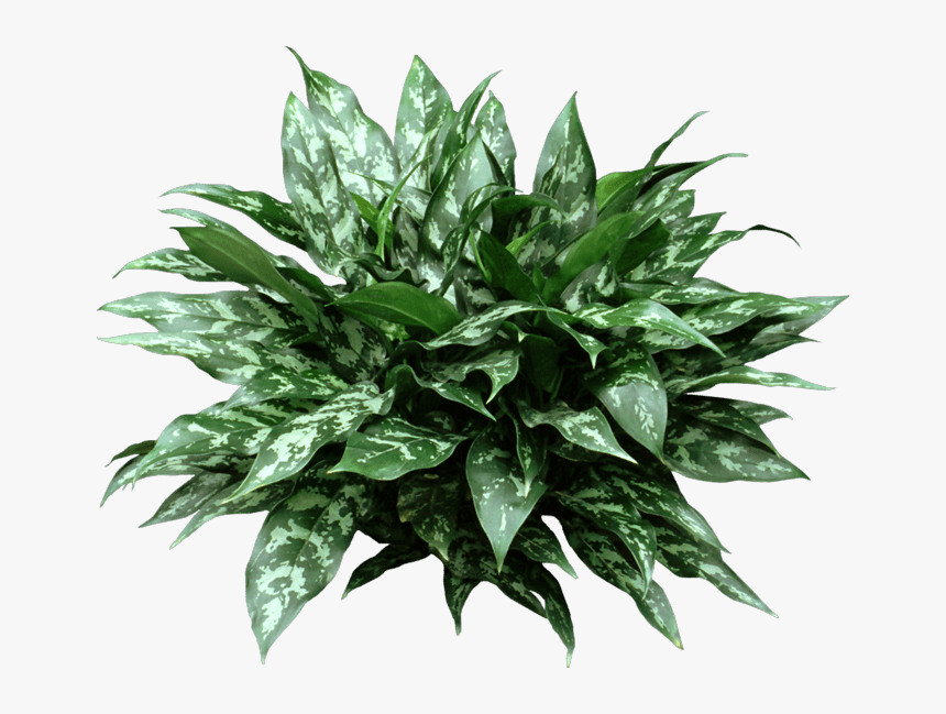 Chinese Evergreen Emerald Beauty, HD Png Download, Free Download