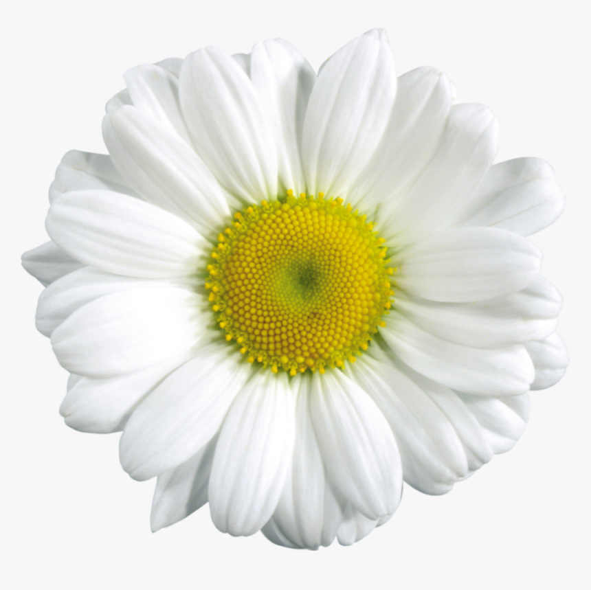 Transparent Flowers Daisy, HD Png Download, Free Download