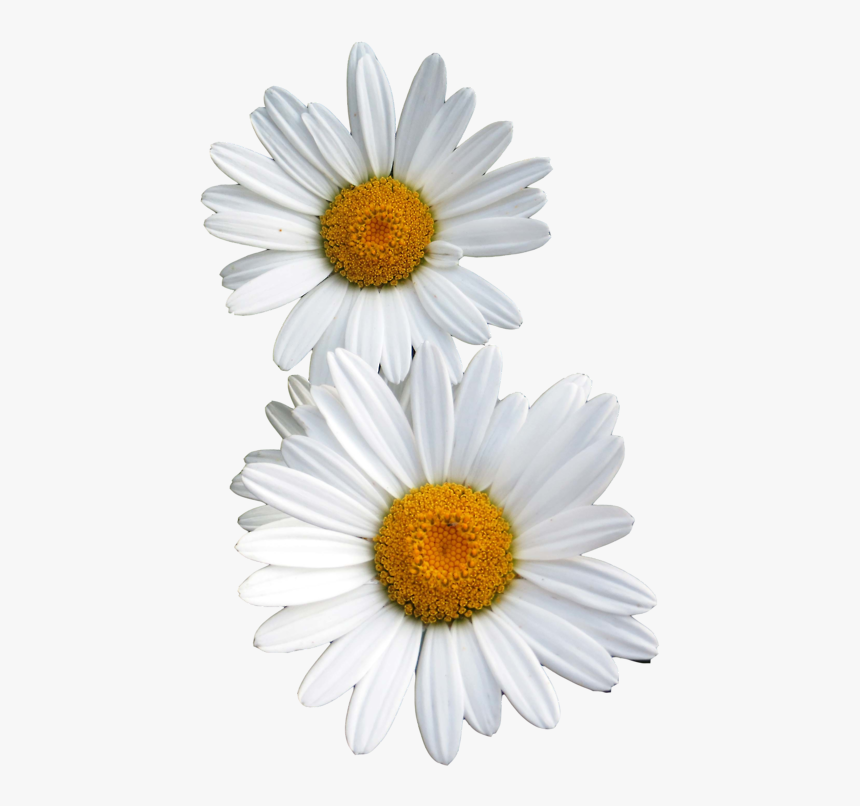 Daisy Clipart Fuschia Flower, HD Png Download, Free Download