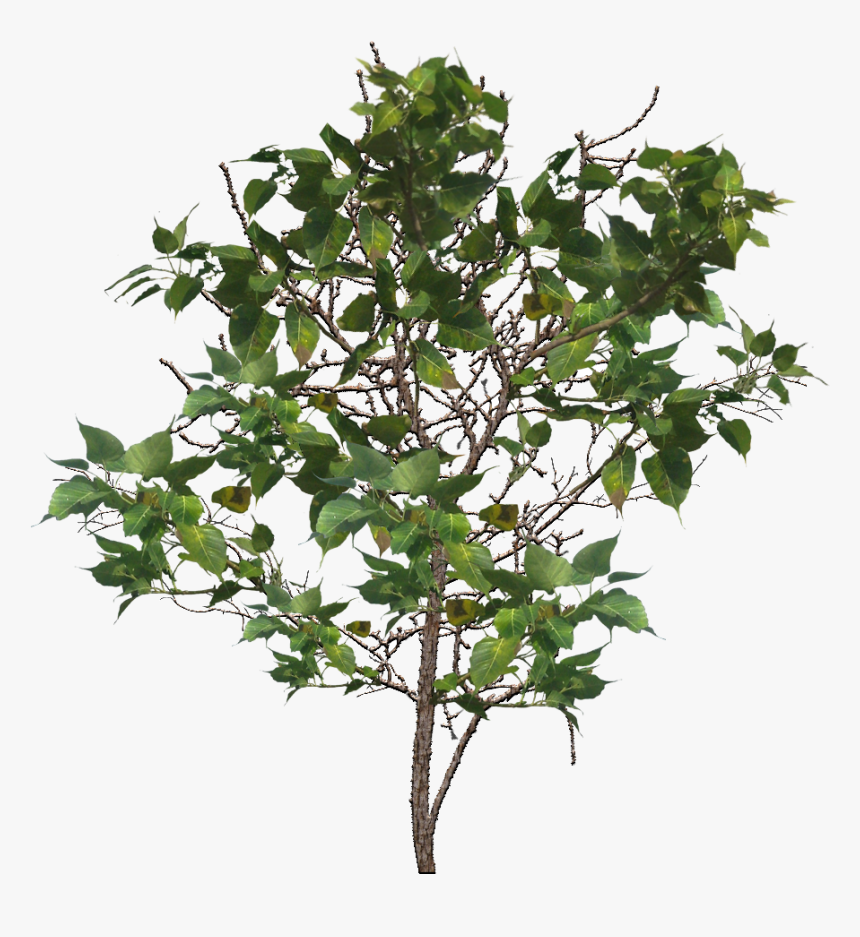 Download Tree Branch Png Image For Designing Projects - Branch, Transparent Png, Free Download