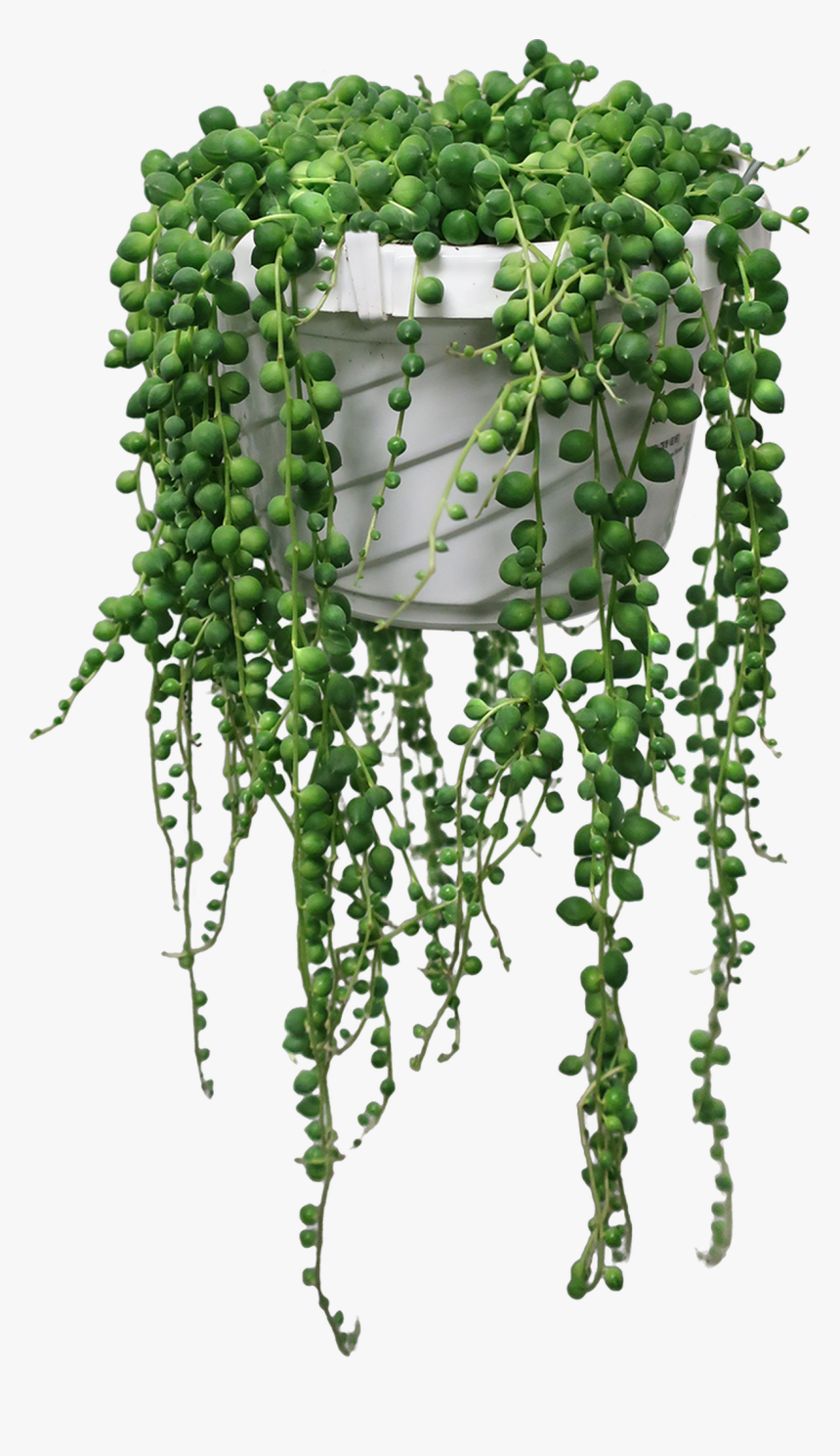 String Of Pearls Plant, HD Png Download, Free Download