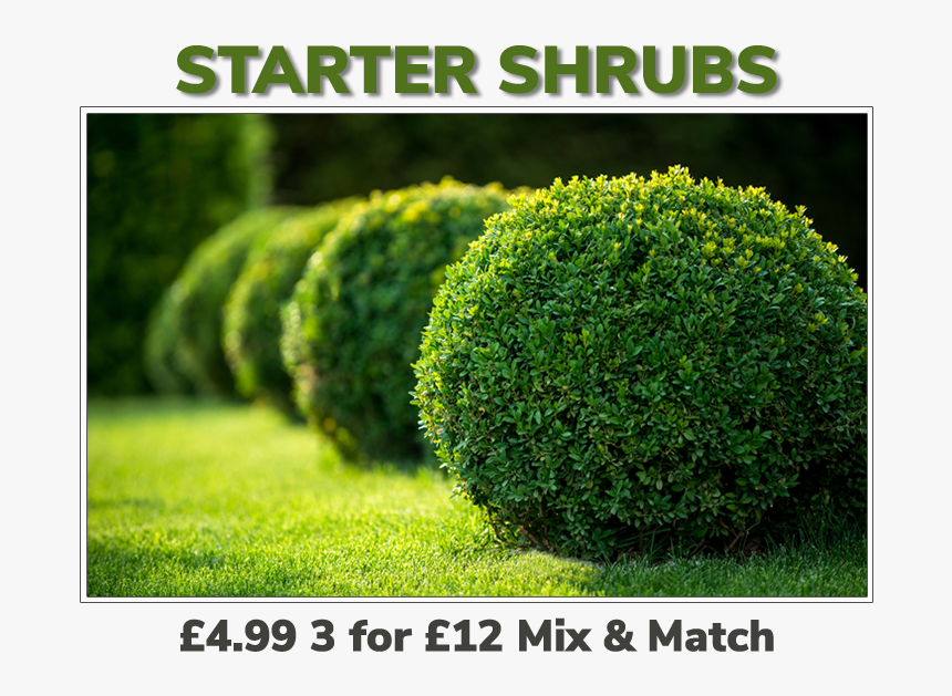 Grovewell Promos Starter Shrubs - Plant Grass And Shrubs, HD Png ...