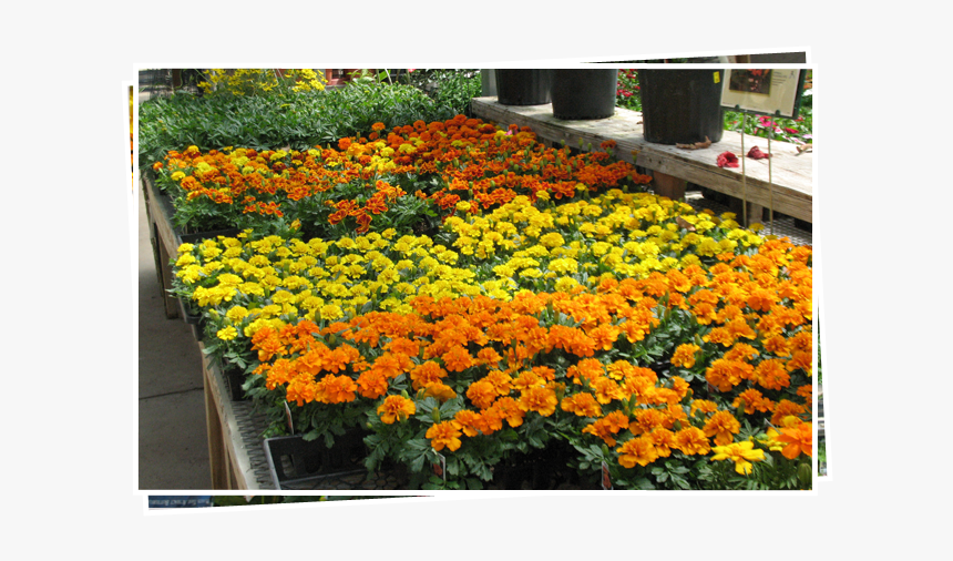 A Lots Of Flower With Diffrent Color - Tagetes Patula, HD Png Download, Free Download