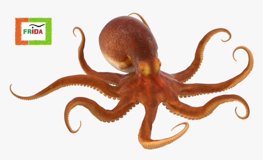 O Mito Da Mulher Polvo - Octopus Png, Transparent Png, Free Download