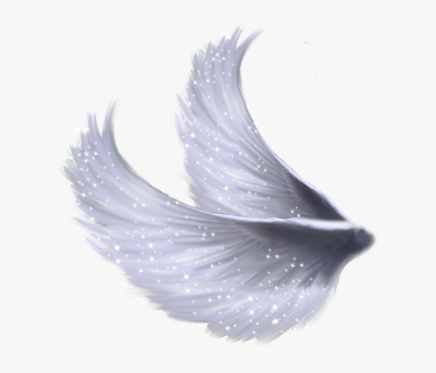 Angel Wings Side Png, Transparent Png, Free Download