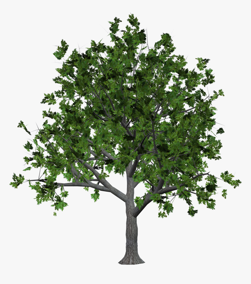 Tree Png Image - Transparent Tree Silhouette, Png Download, Free Download