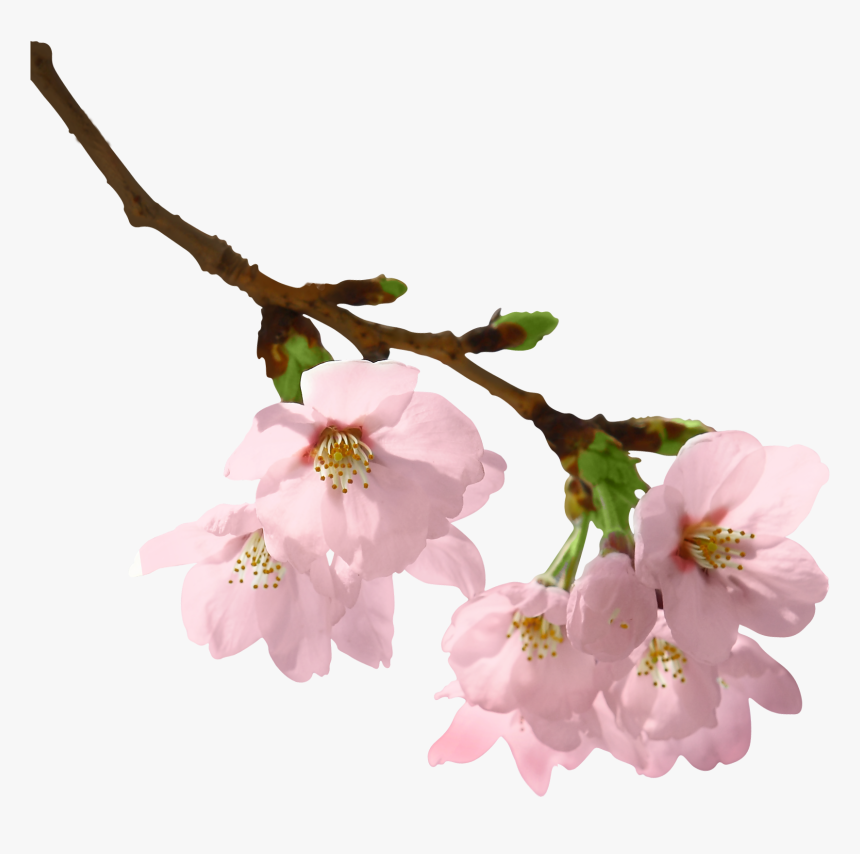 Flowers Branch Png - Branch With Flowers Png, Transparent Png, Free Download