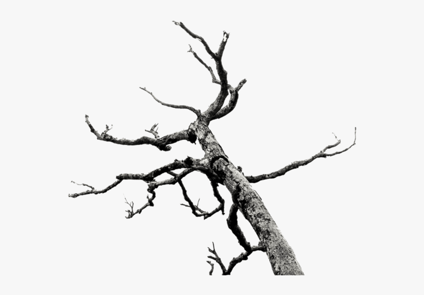 Graphic Transparent Branches Stock Png By Akasling - Dead Tree Branches Png, Png Download, Free Download