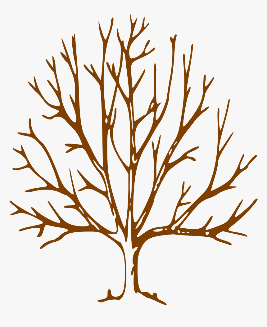 Simple Bare Tree Clipart Image Info Tree Drawing With Branches Hd Png Download Kindpng