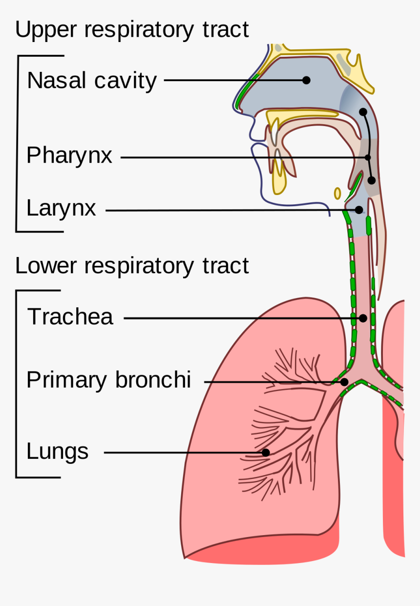Illu Conducting Passages - 上 呼吸道 下 呼吸道, HD Png Download, Free Download