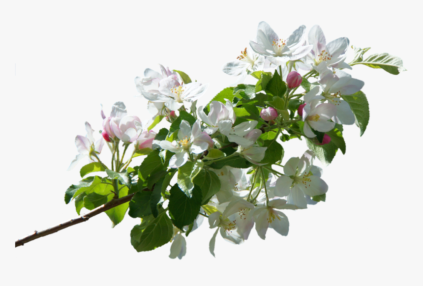 Apple Tree Png -blossom, Bloom, Apple Blossom, Spring, - Apple Blossom Png, Transparent Png, Free Download