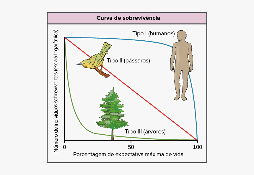 Type 2 Survivorship Curve Organisms Examples, HD Png Download, Free Download