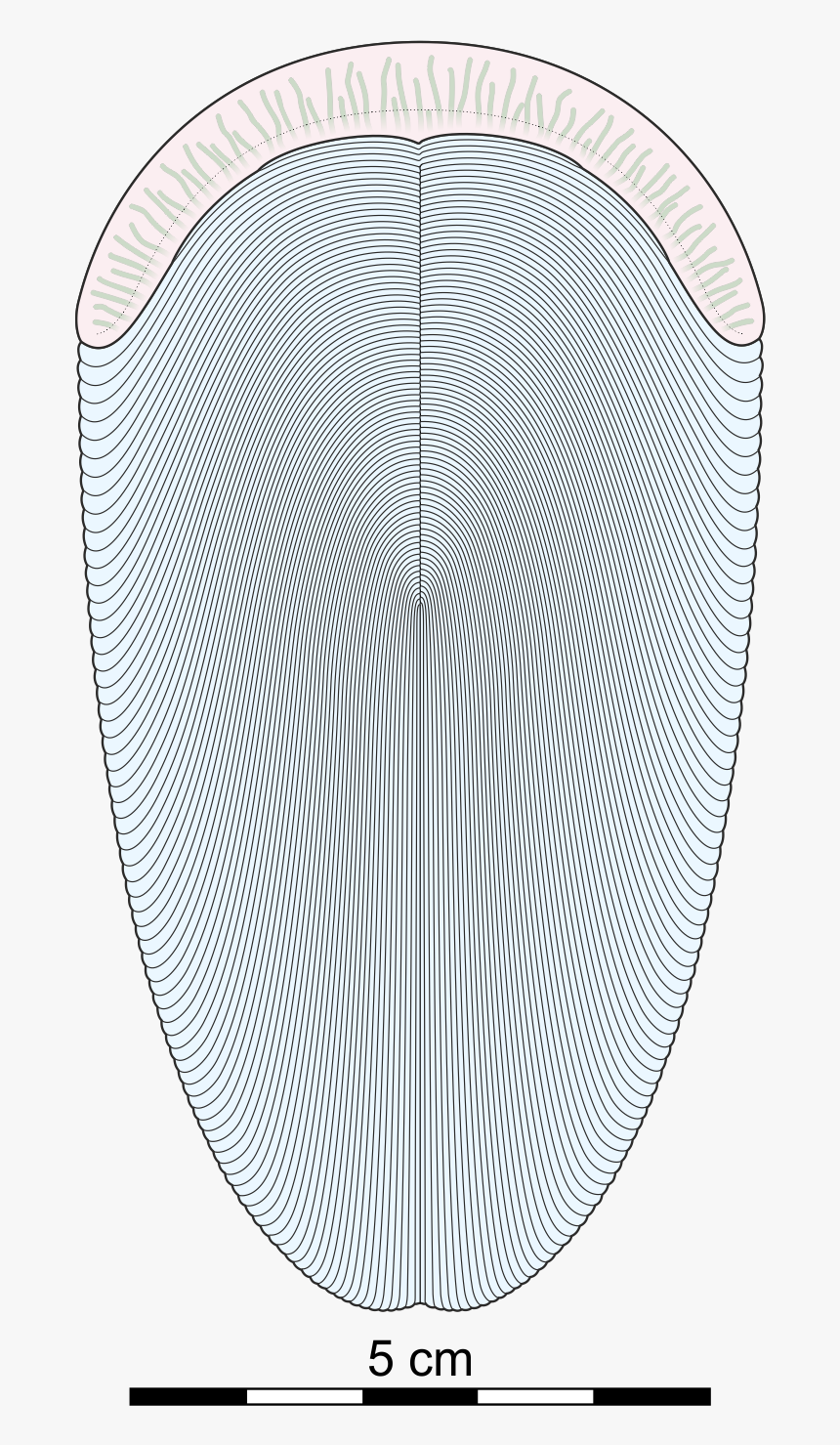 Andiva Sketch - Andiva Ivantsovi, HD Png Download, Free Download