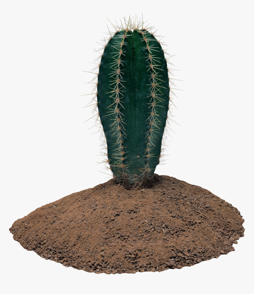 Transparent Background Cactus Png, Png Download, Free Download