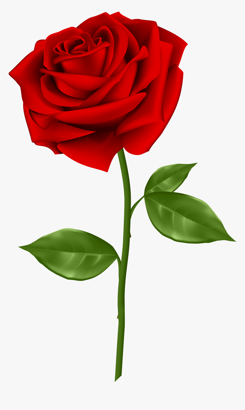 Blue Rose Clip Art - Red Rose Png Transparent, Png Download, Free Download