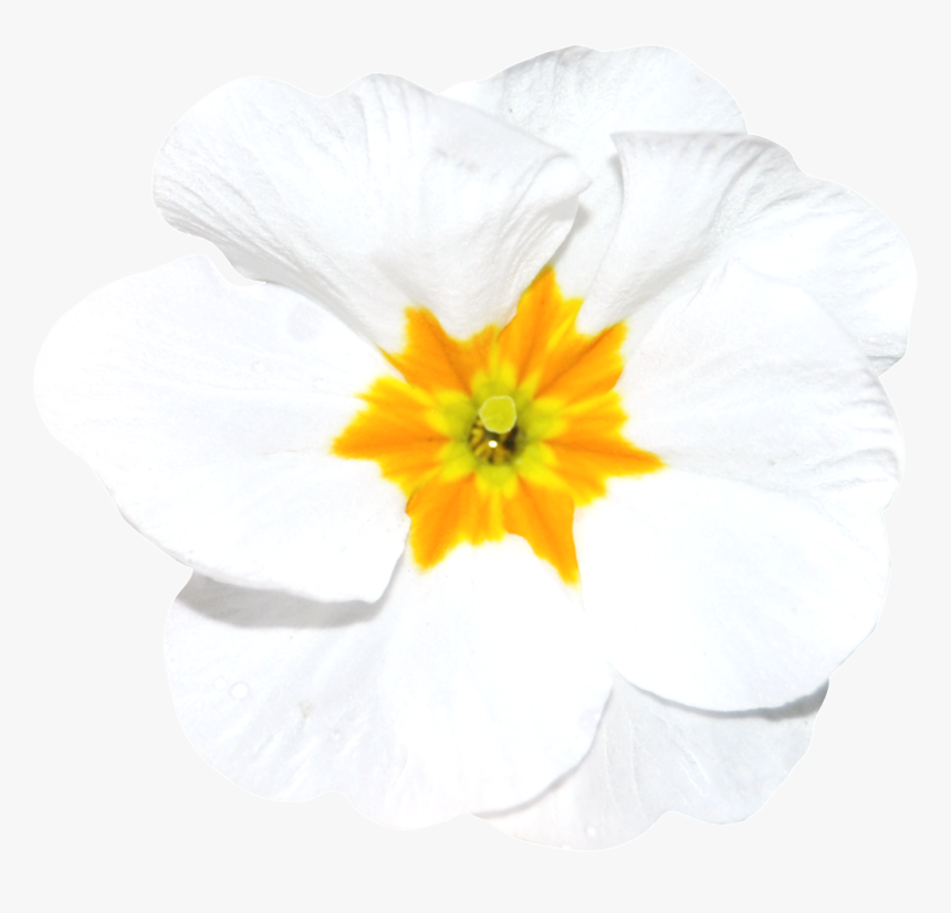 Hand Painted A White Flower Png Transparent, Png Download, Free Download