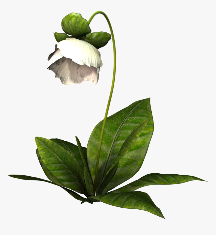 White Flower Png, Transparent Png, Free Download