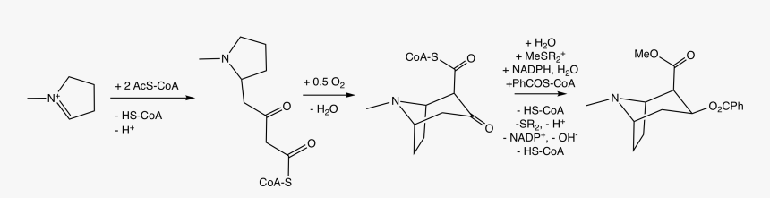 File - Cocainebiosyn2, HD Png Download, Free Download