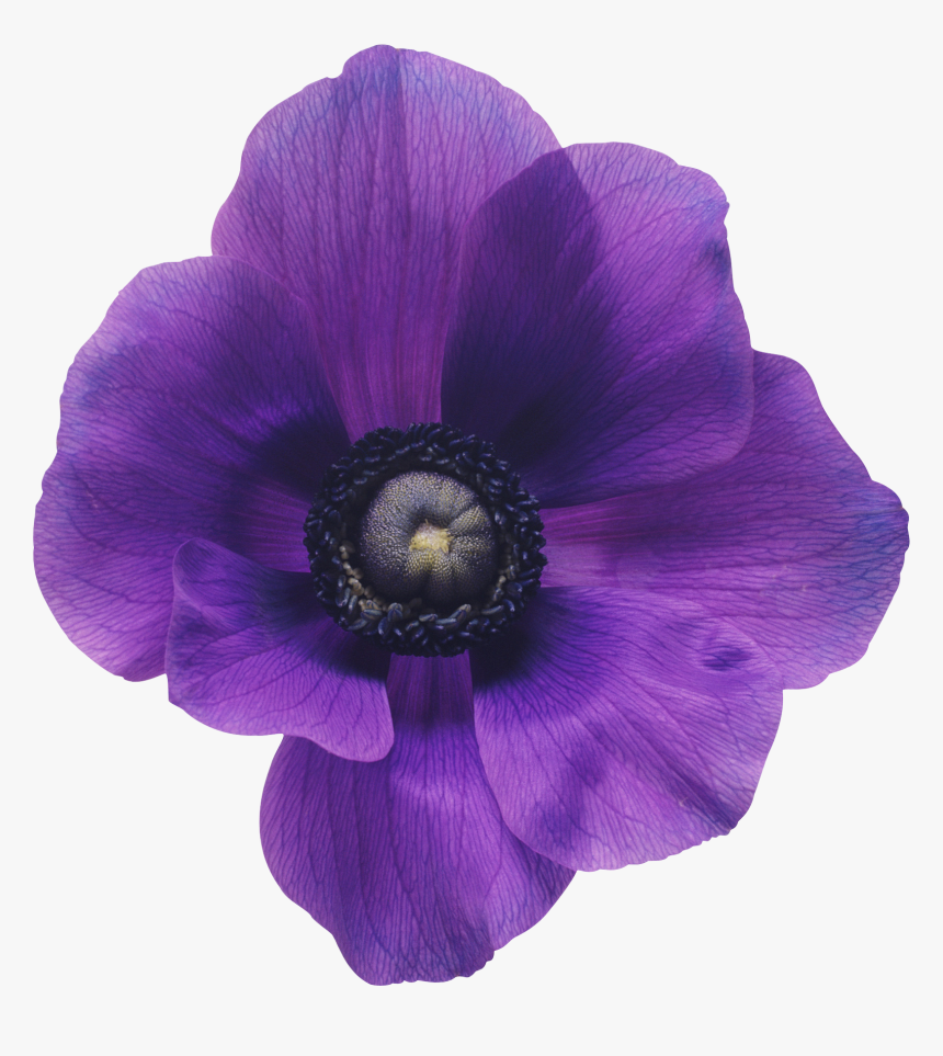 Purple Flowers Png, Transparent Png, Free Download