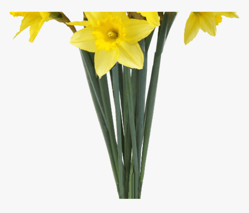 Spring Daffodils Transparent Background Flower Image, HD Png Download, Free Download