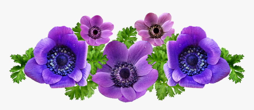 Anemones, Flowers, Spring, Arrangement, Garden, Nature, HD Png Download, Free Download