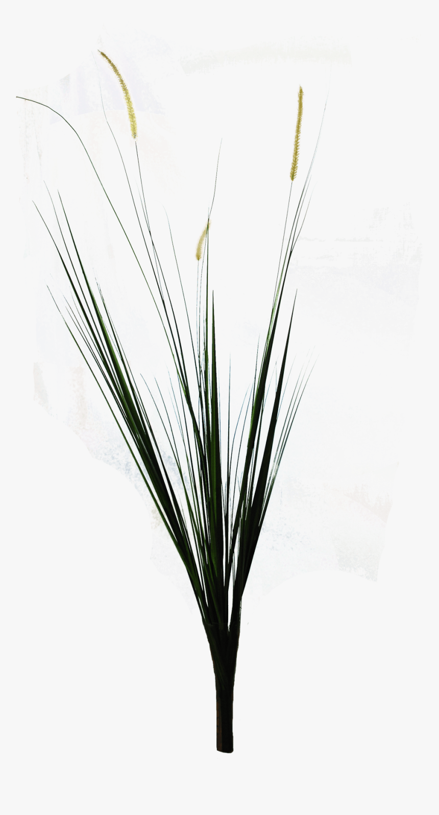 Ornamental Grass Png, Transparent Png, Free Download