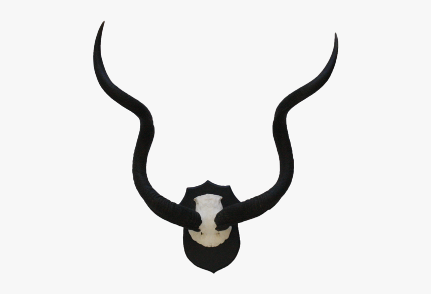 5222 Mounted Kudu Horns, HD Png Download, Free Download