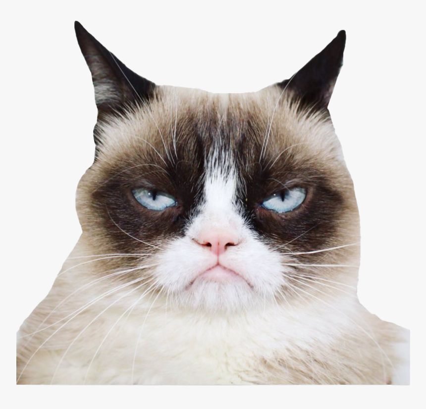Grumpy Cat Png Photos, Transparent Png, Free Download