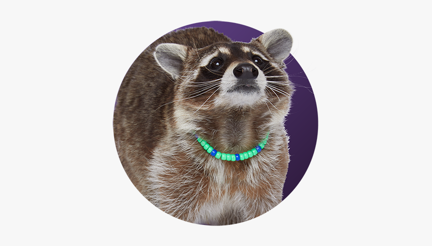 Raccoon - Nyla P - Lastic, HD Png Download, Free Download