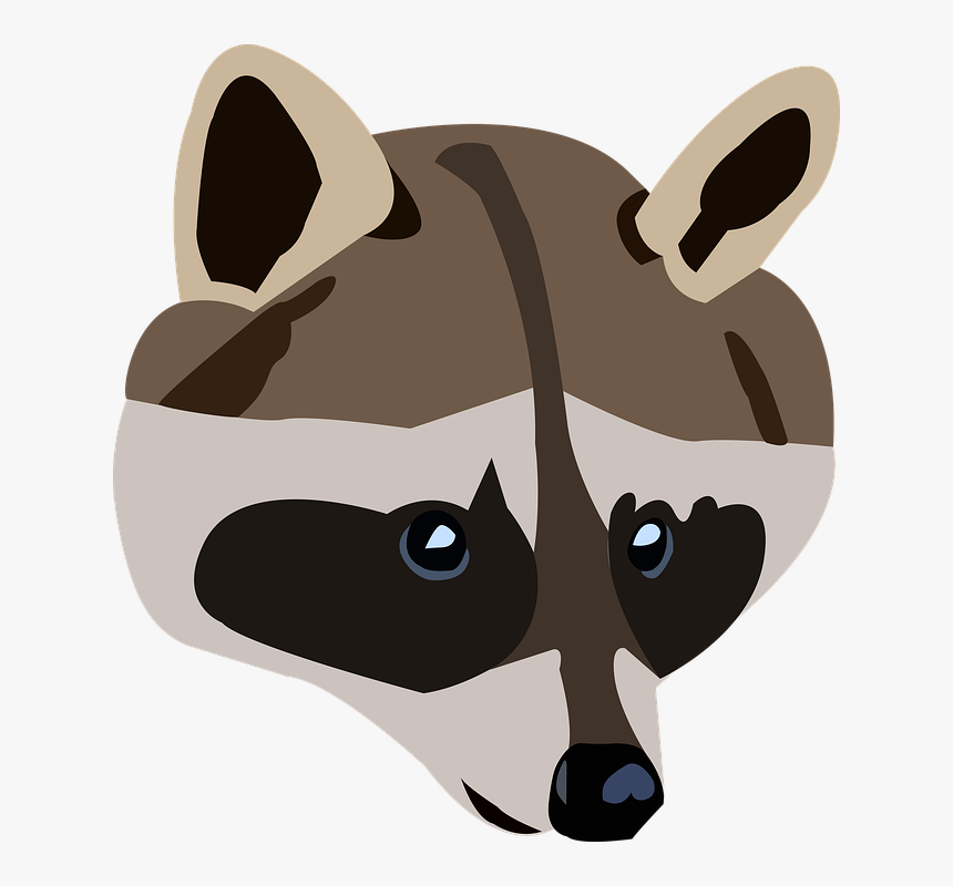 Raccoon Png, Transparent Png, Free Download