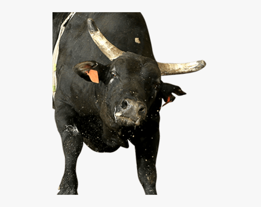 Bull , Png Download, Transparent Png, Free Download