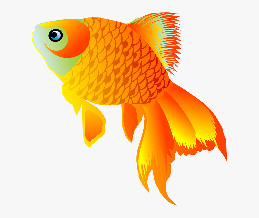 Goldfish , Png Download, Transparent Png, Free Download