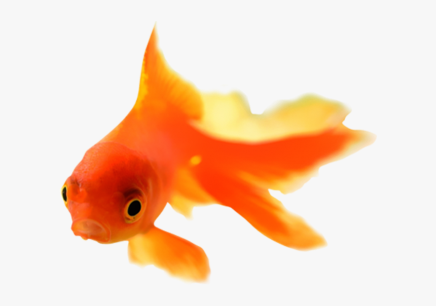 Goldfish Png, Transparent Png, Free Download