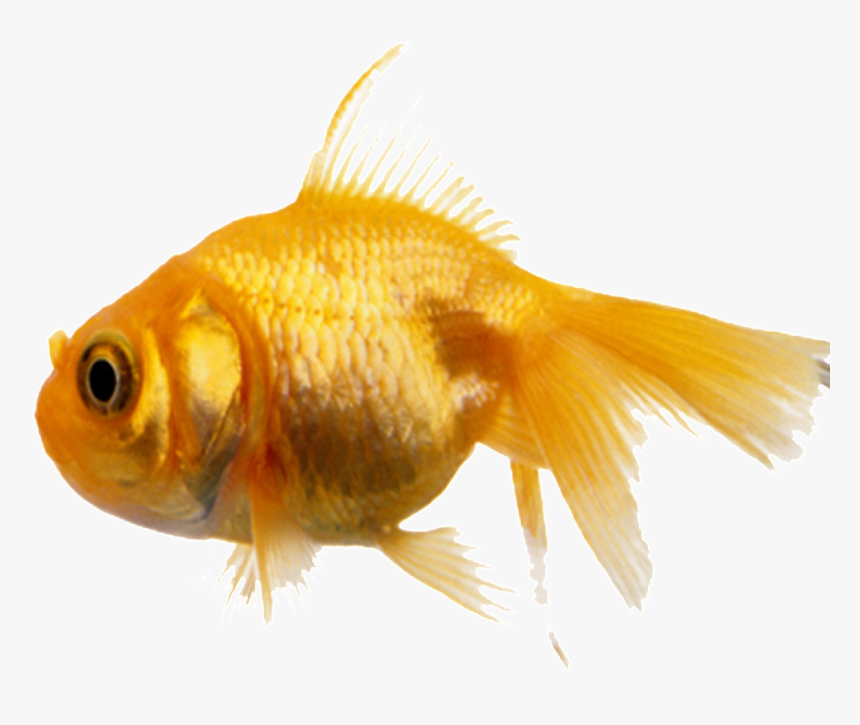 Aesthetically Beautiful Small Fish Static Png, Transparent Png, Free Download