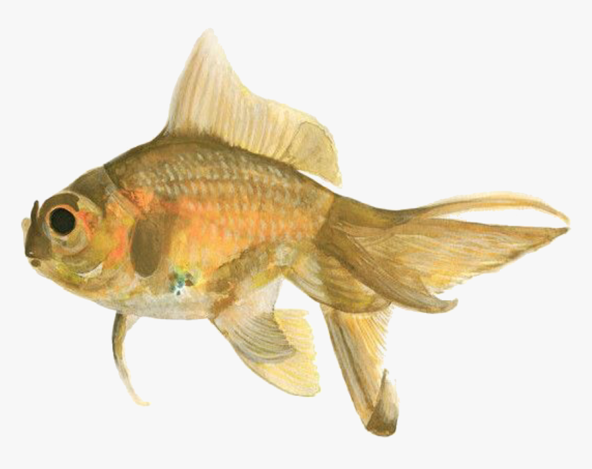 Goldfish Png, Transparent Png, Free Download