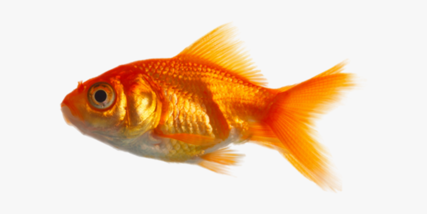 Goldfish Png, Transparent Png, Free Download