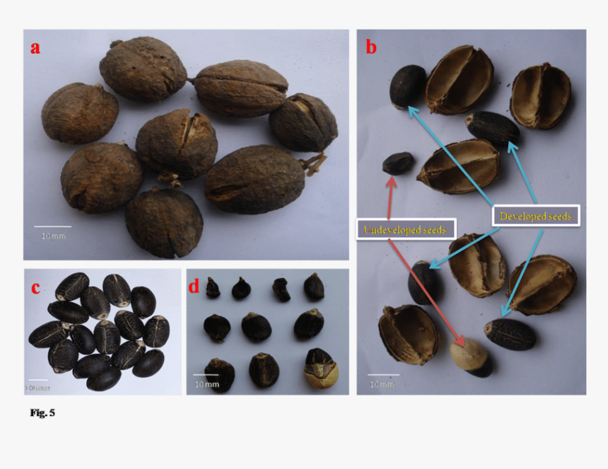 Dry Fruits Png, Transparent Png, Free Download