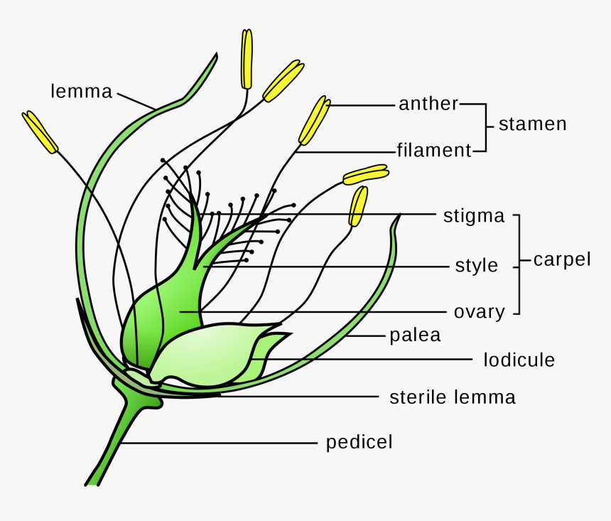 Transparent Pollination Clipart, HD Png Download, Free Download