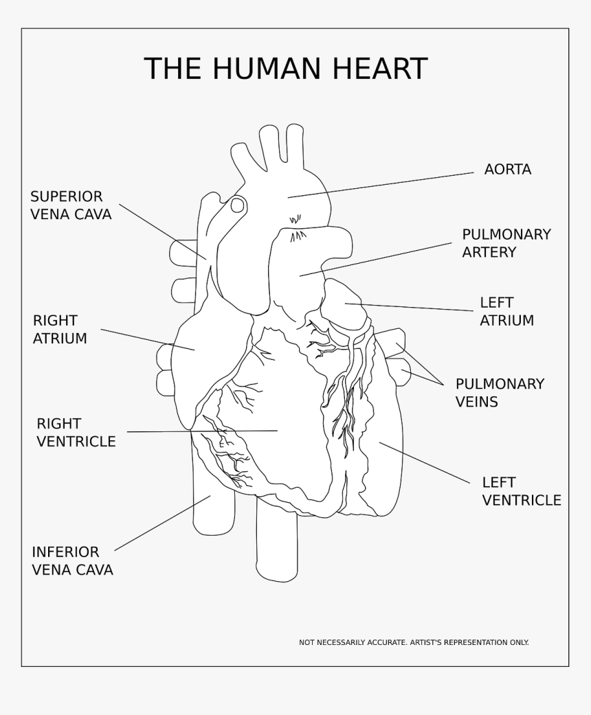 Transparent Heart Organ Png, Png Download, Free Download