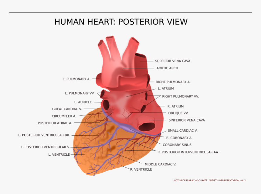 View Of Human Heart , Png Download, Transparent Png, Free Download