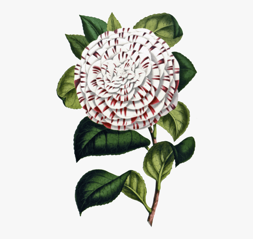 Free Png Download Flower Png Images Background Png, Transparent Png, Free Download